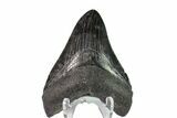 Fossil Megalodon Tooth (Polished Tip) - Georgia #151566-1